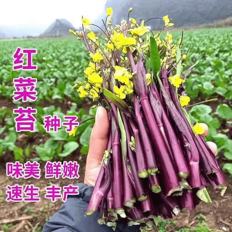 红菜苔蔬菜种子菜心十月红种子种籽春季蔬菜子秋冬季简单菜种发芽