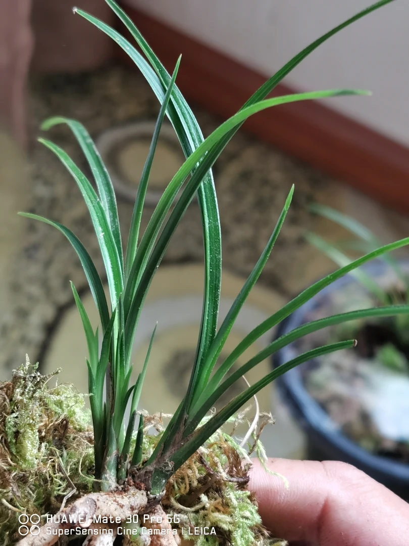 澜沧江莲瓣矮草细皮