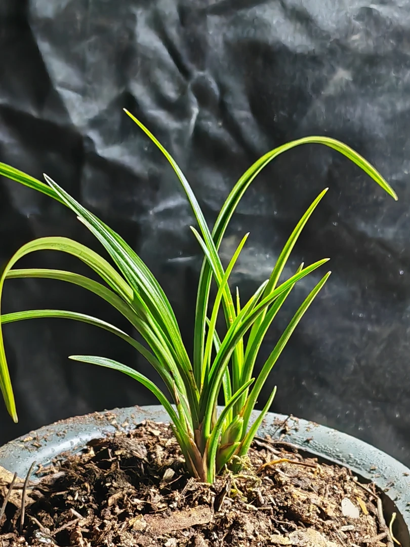 澜沧江莲瓣资源矮草素花