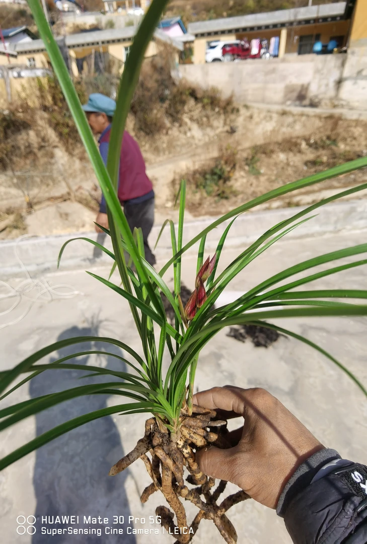 澜沧江资源莲瓣红花