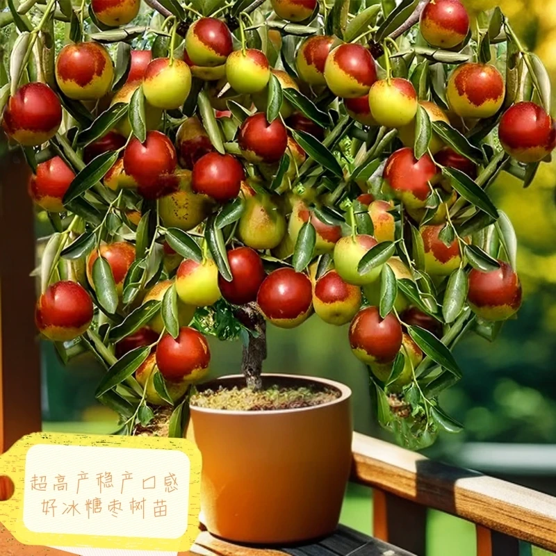 优质嫁接冰糖冬枣树苗南北方种植当年结果脆甜大枣