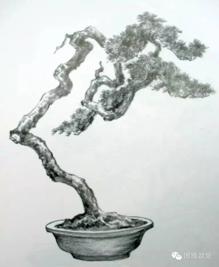 小英园艺场盆景场