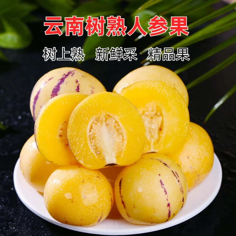 云南人参果树上熟当季新鲜清甜爆汁皮薄自然成熟低糖整箱现摘包邮