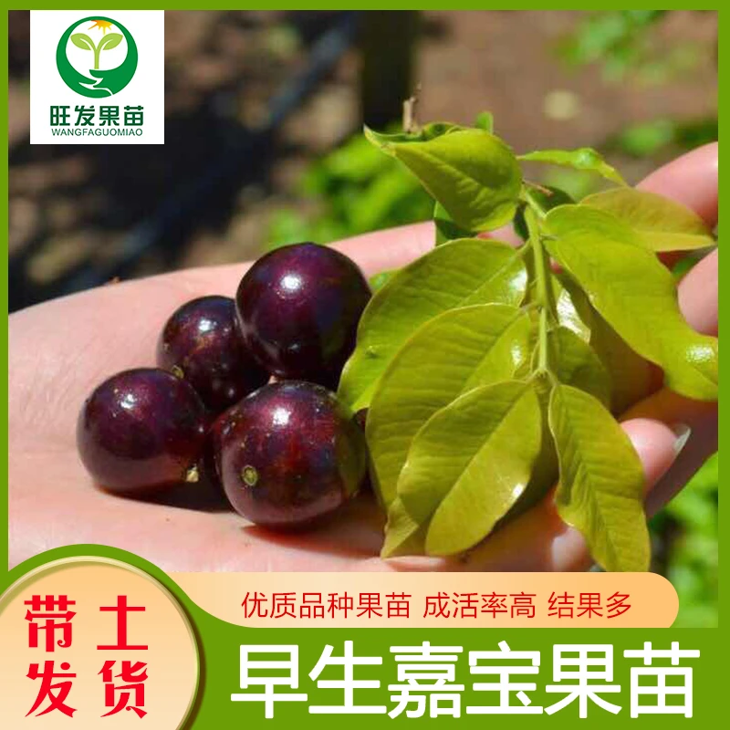 A 早生四季红妃  嘉宝果苗四季结果