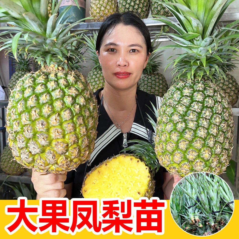 大果凤梨苗 裸根苗果重7-10斤大果凤梨苗  盆栽地栽种植