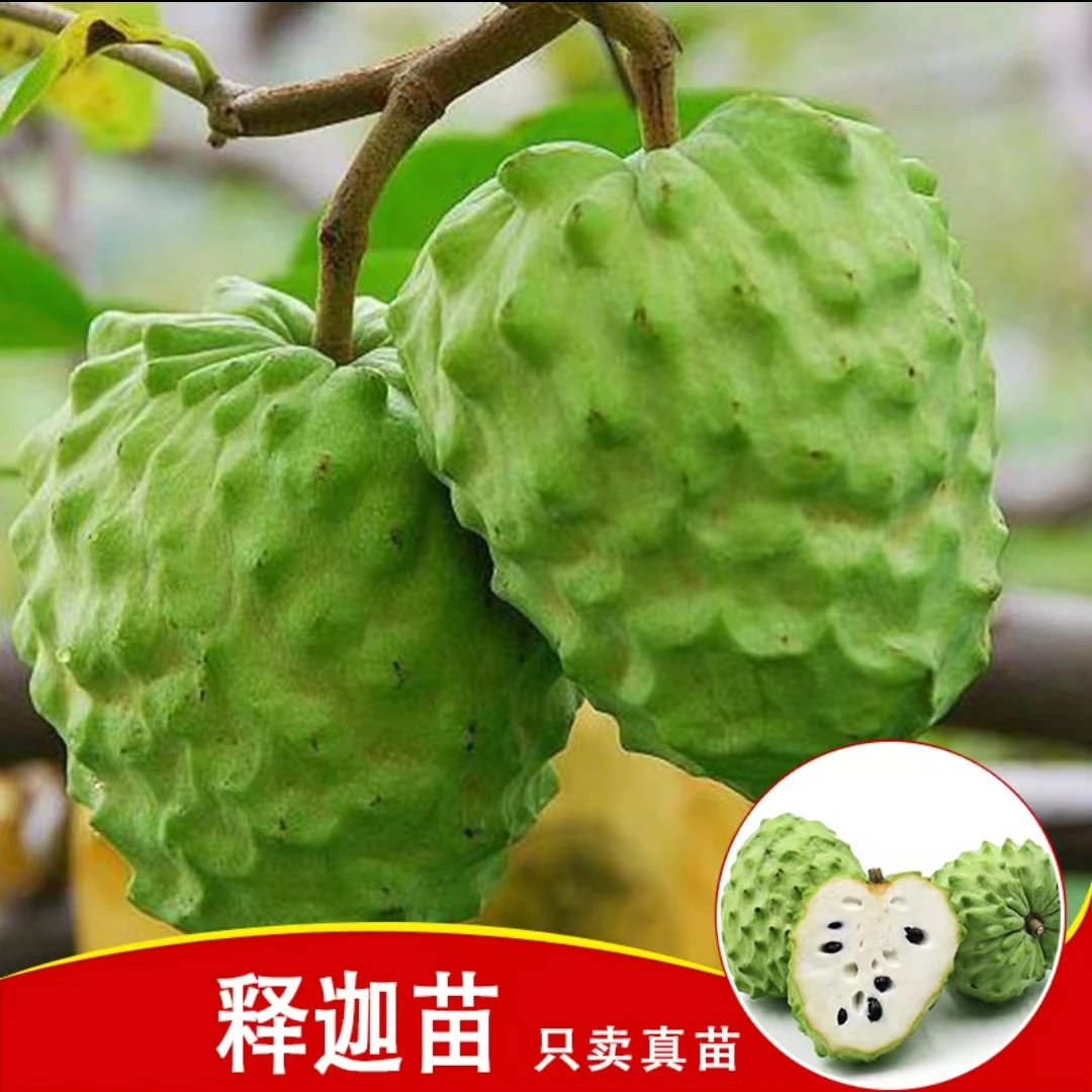 释迦苗 凤梨释迦果苗 番荔枝嫁接苗 好种植