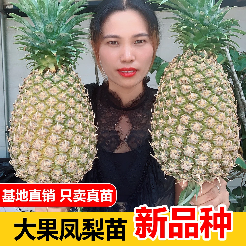 大果凤梨苗 果重7-10斤的凤梨苗  可盆栽地载种植 西瓜凤梨苗果苗