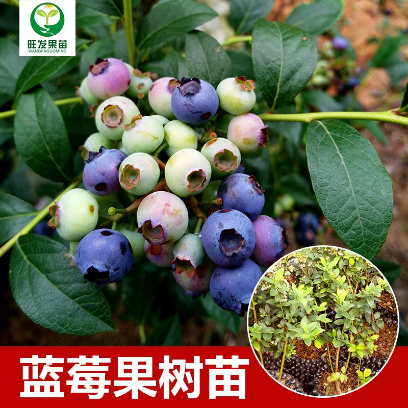 蓝莓苗 带花带果发货 蓝莓结果树苗 南高蓝莓果树苗果苗