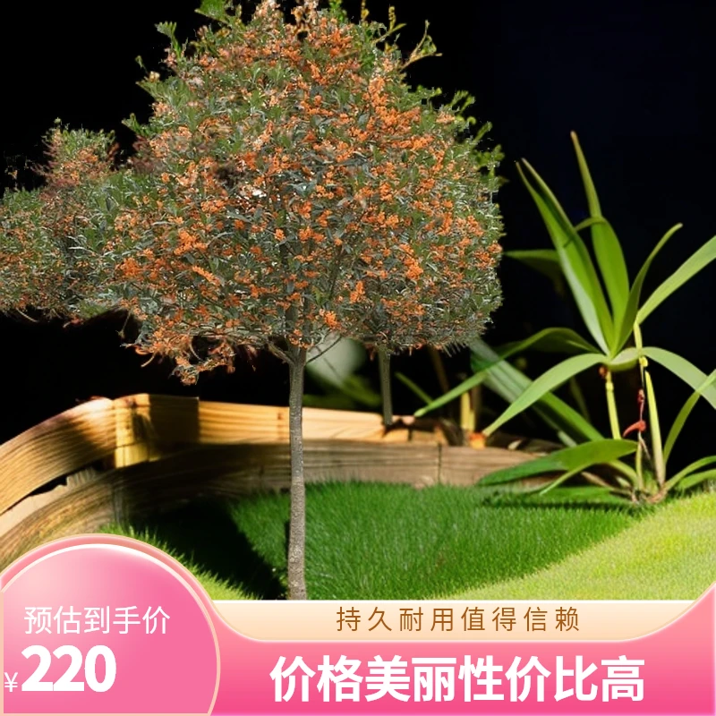 桂花树苗庭院绿化金桂丹桂花园植物好香精品苗木6-10公分耐寒