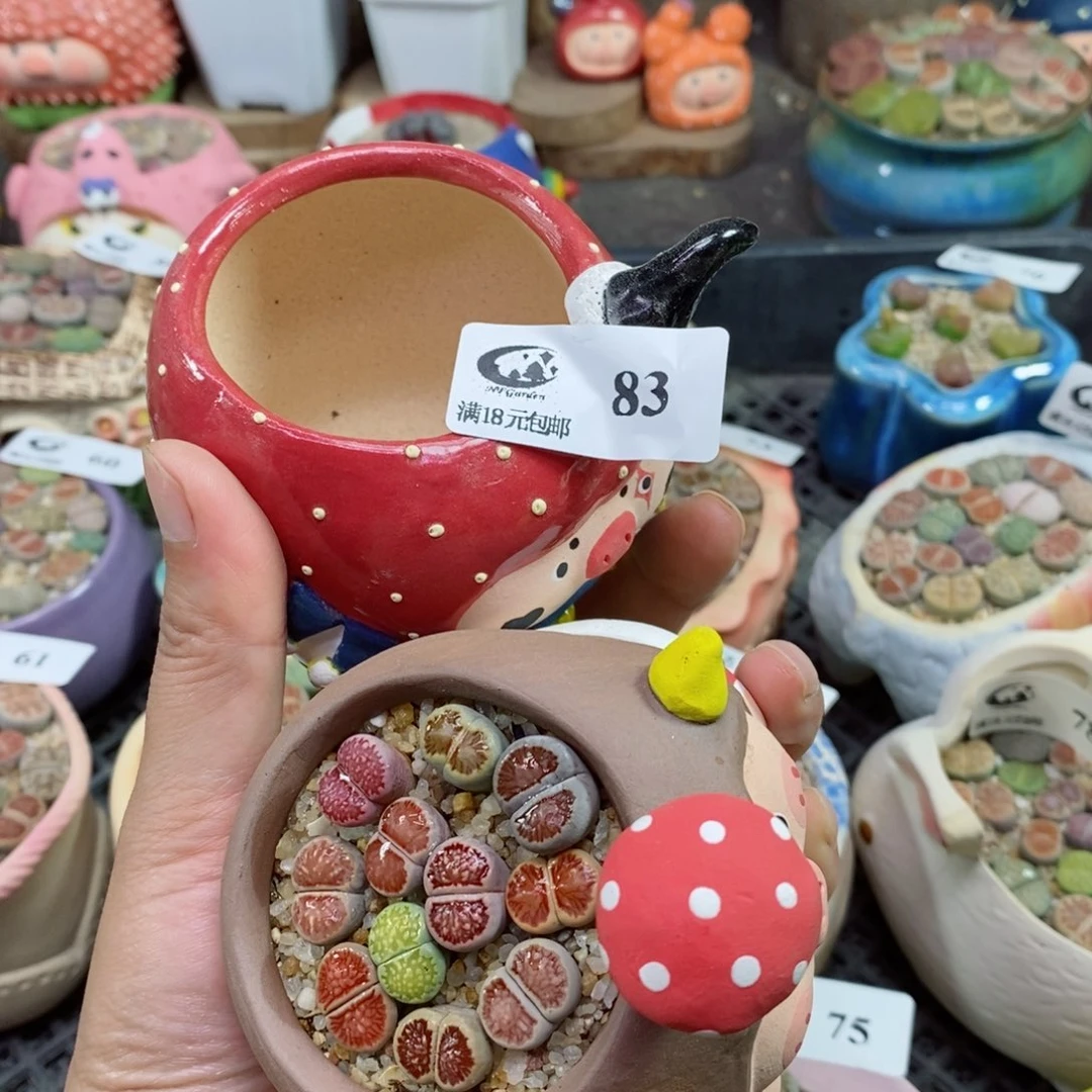 小*子生石花花花花花花83