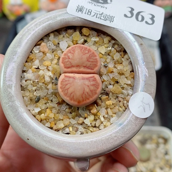 农夫的花园生石花363