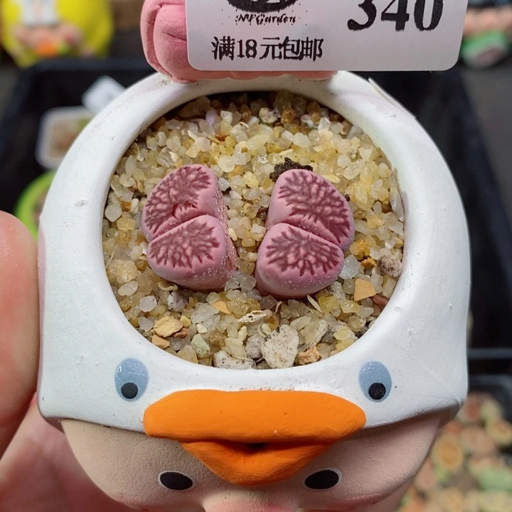 紫菊340号生石花