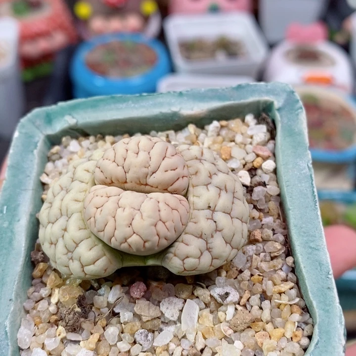 圣****懒398号生石花花花花花