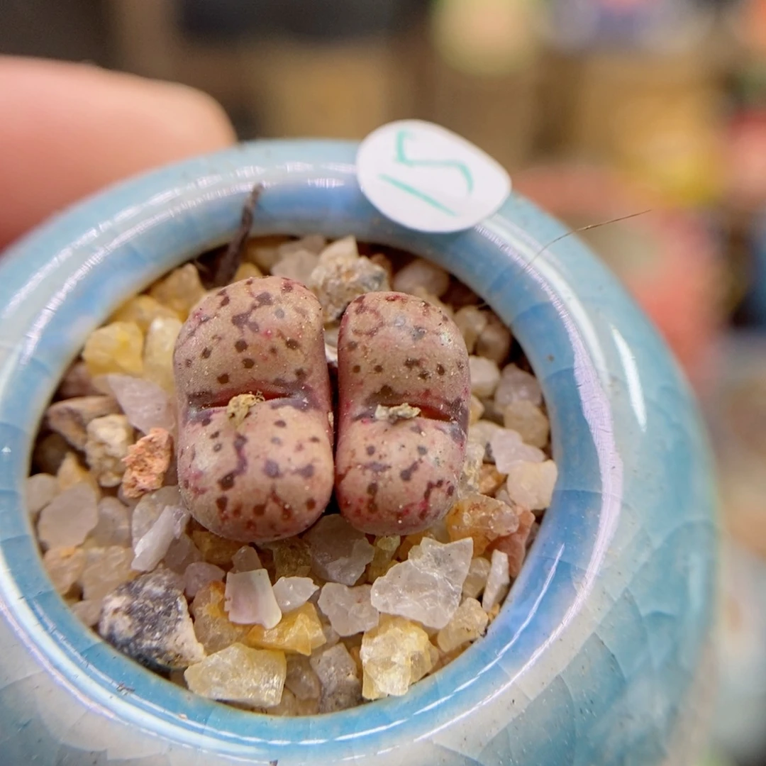 112号生石花花花花开