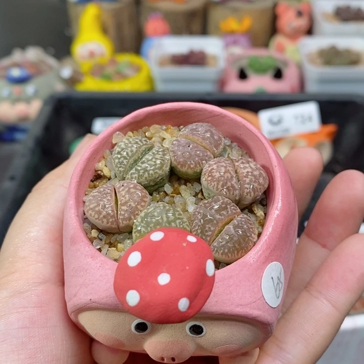 733号生石花花花花花