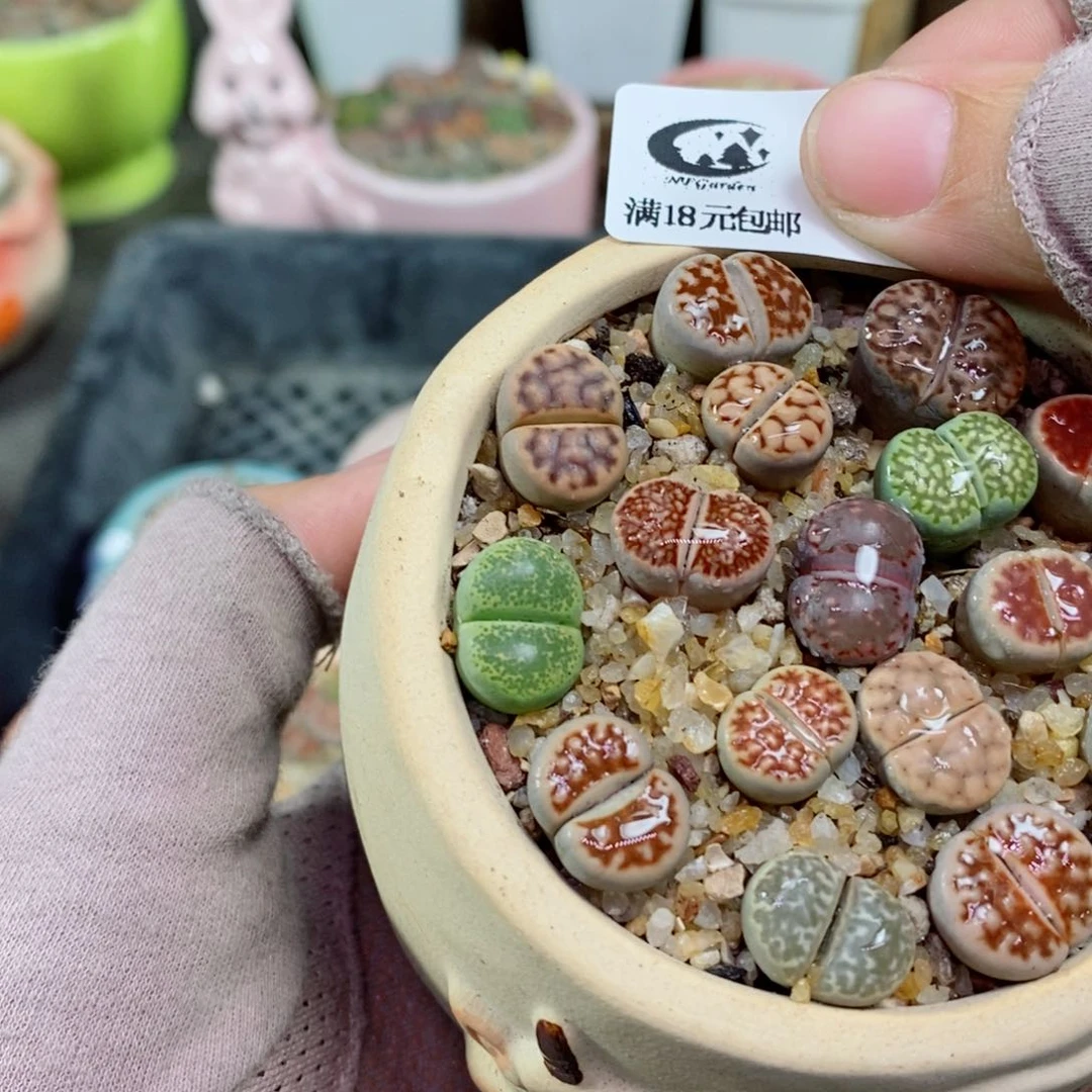 伊****惠生石花花花花花306号