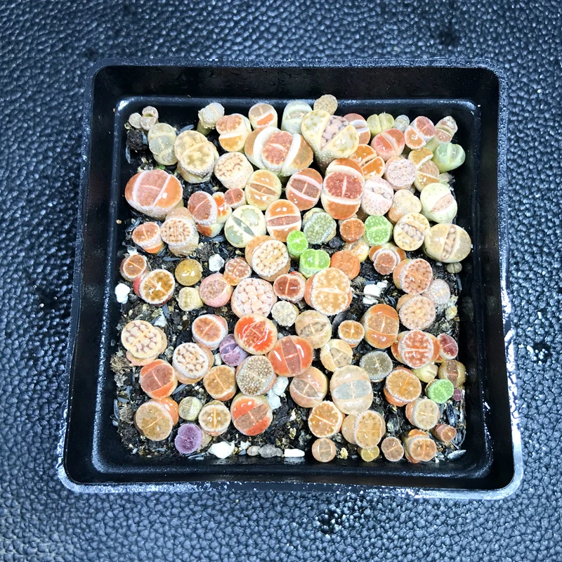 生石花小苗一盆 带盆土发货