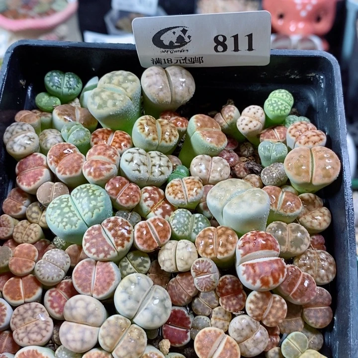用****4生石花花花花花花花811