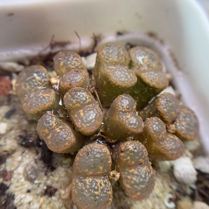 642号生石花花花花花卡