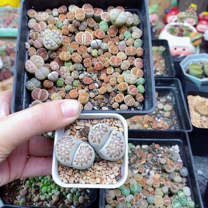 96号生石花花花花花卡