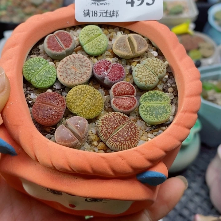 美****们生石花花花花花花花花493