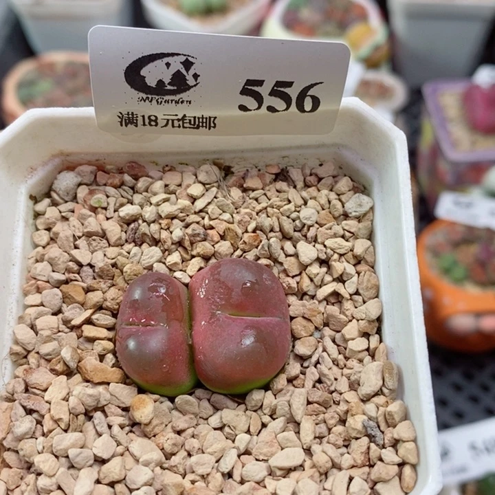 芝****?生石花花花花花花556