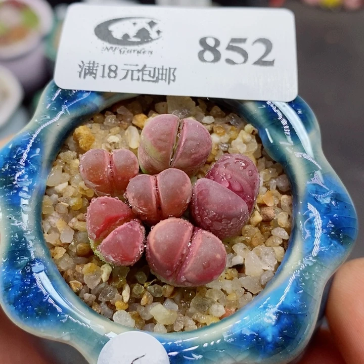 生石花花花花花花852