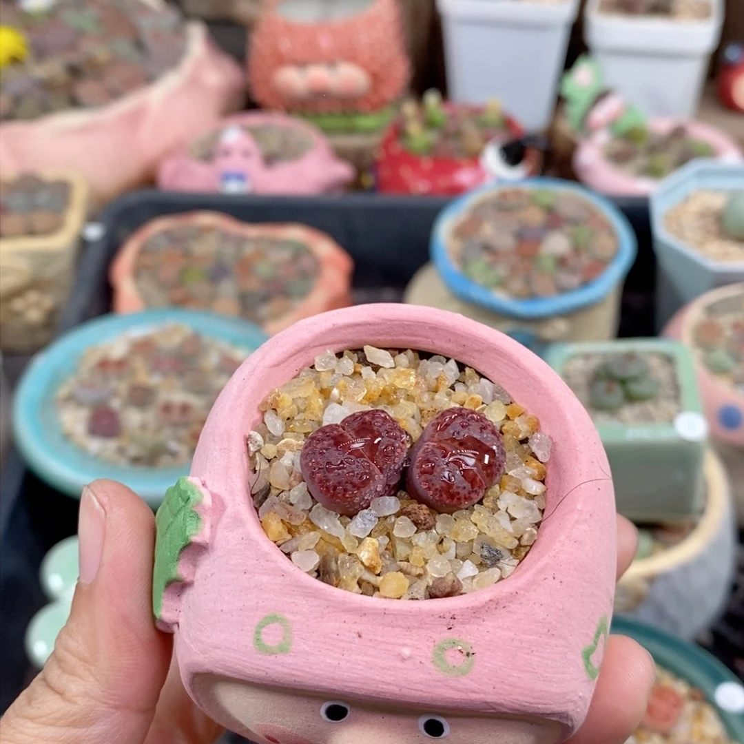 路**?生石花花花花花282号