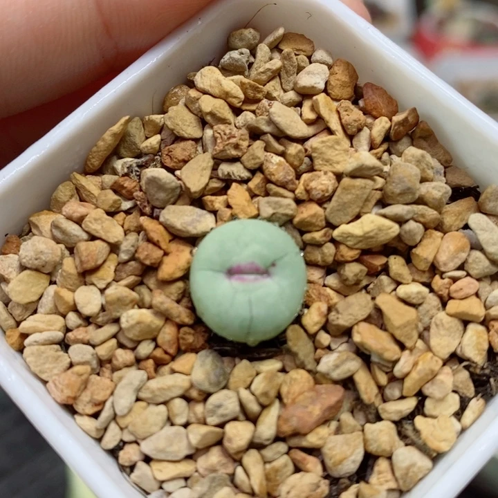 605号生石花花花花