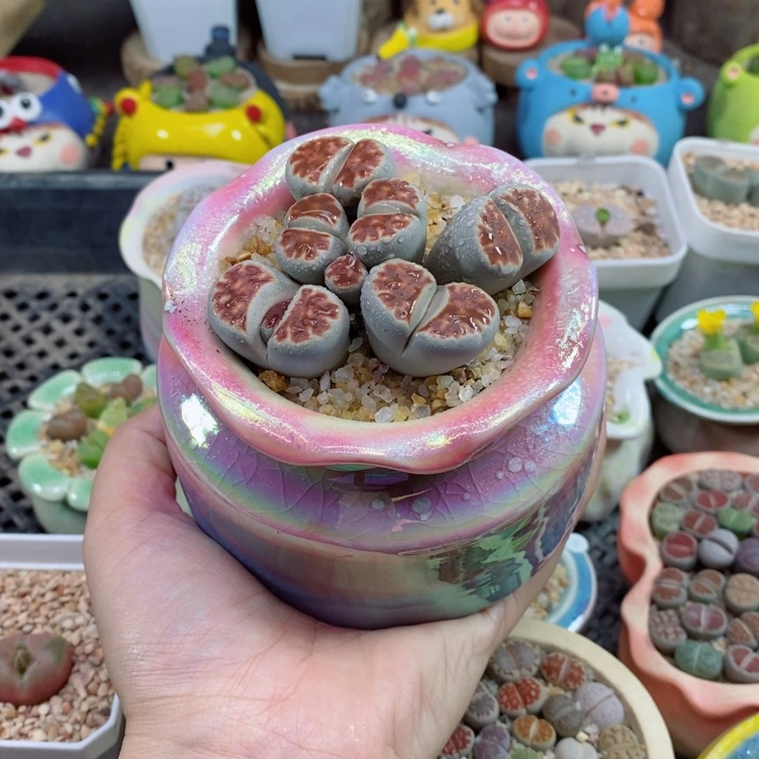 590号生石花花花