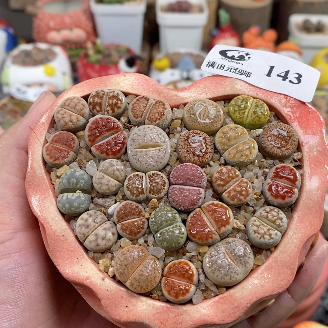 生石花花花花花花花143号