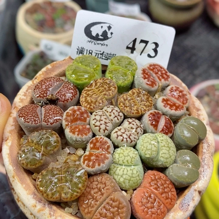 生石花花花花花花花473