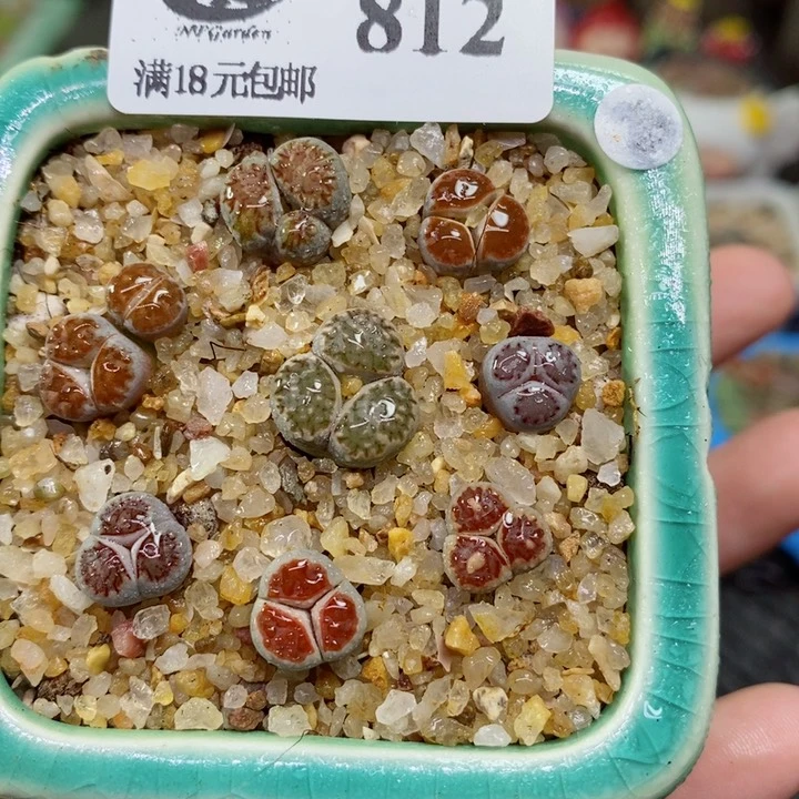 812号生石花花花花