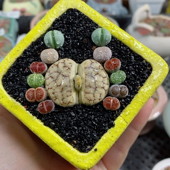 441号生石花花花花花