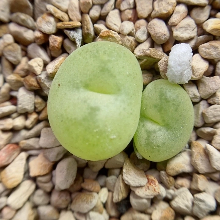 21号生石花花花花