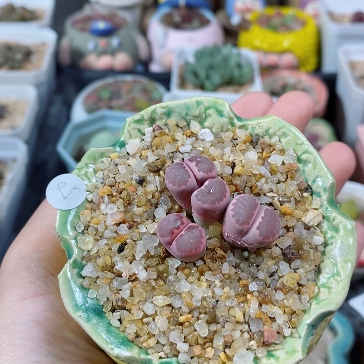 179号生石花花花花