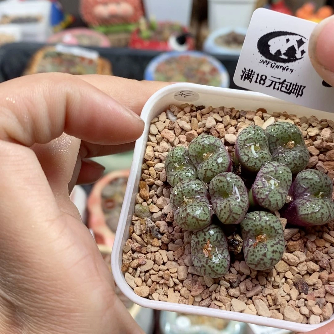 晚***生石花花花花花377号