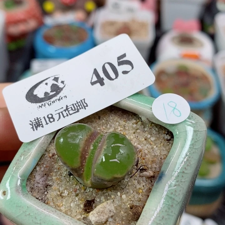 G****星405号生石花花花花花卡