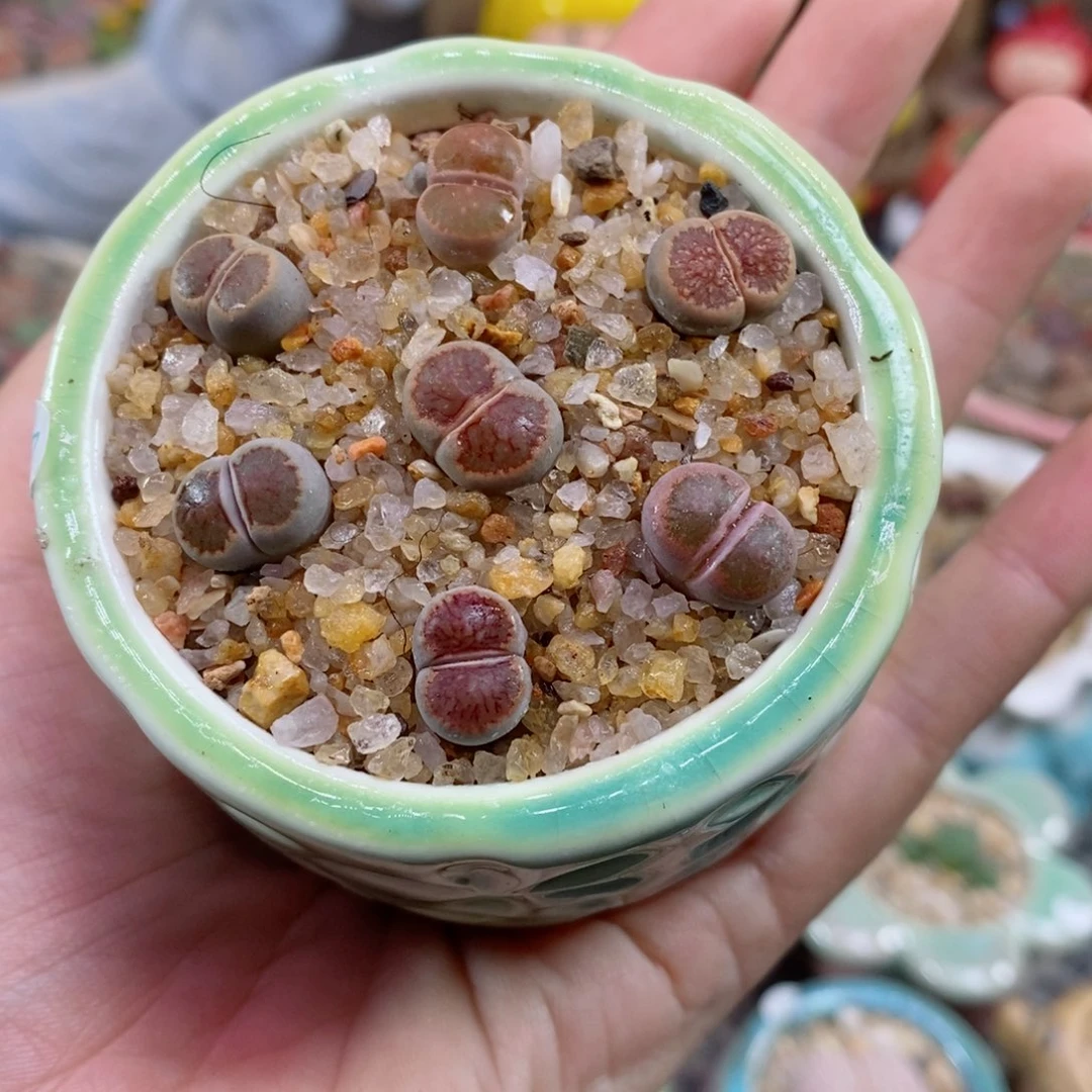 402号生石花花了一个