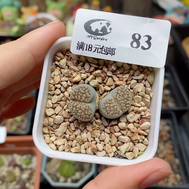 草*83号生石花花花花花