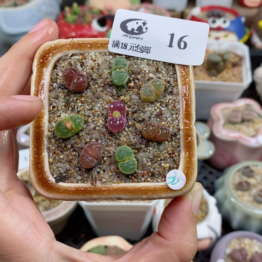 16号生石花花花花花