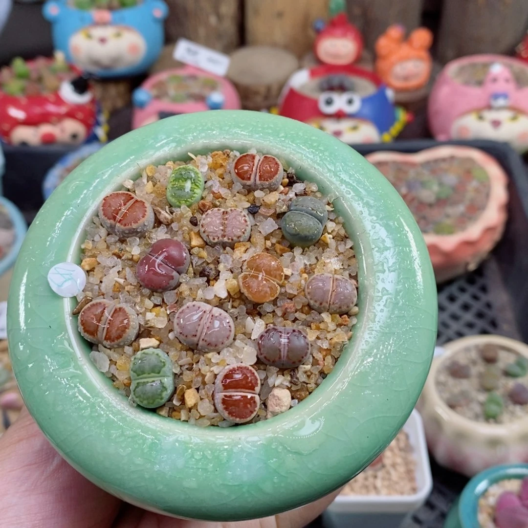 生石花花的624号