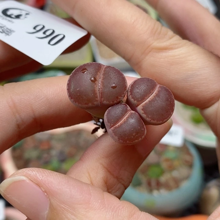 缘990号生石花花花