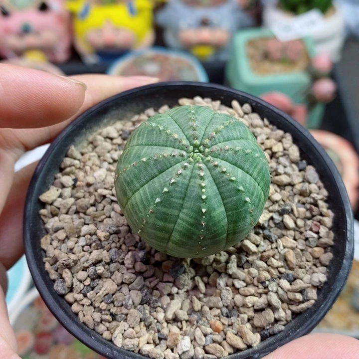 133号生石花花花花花