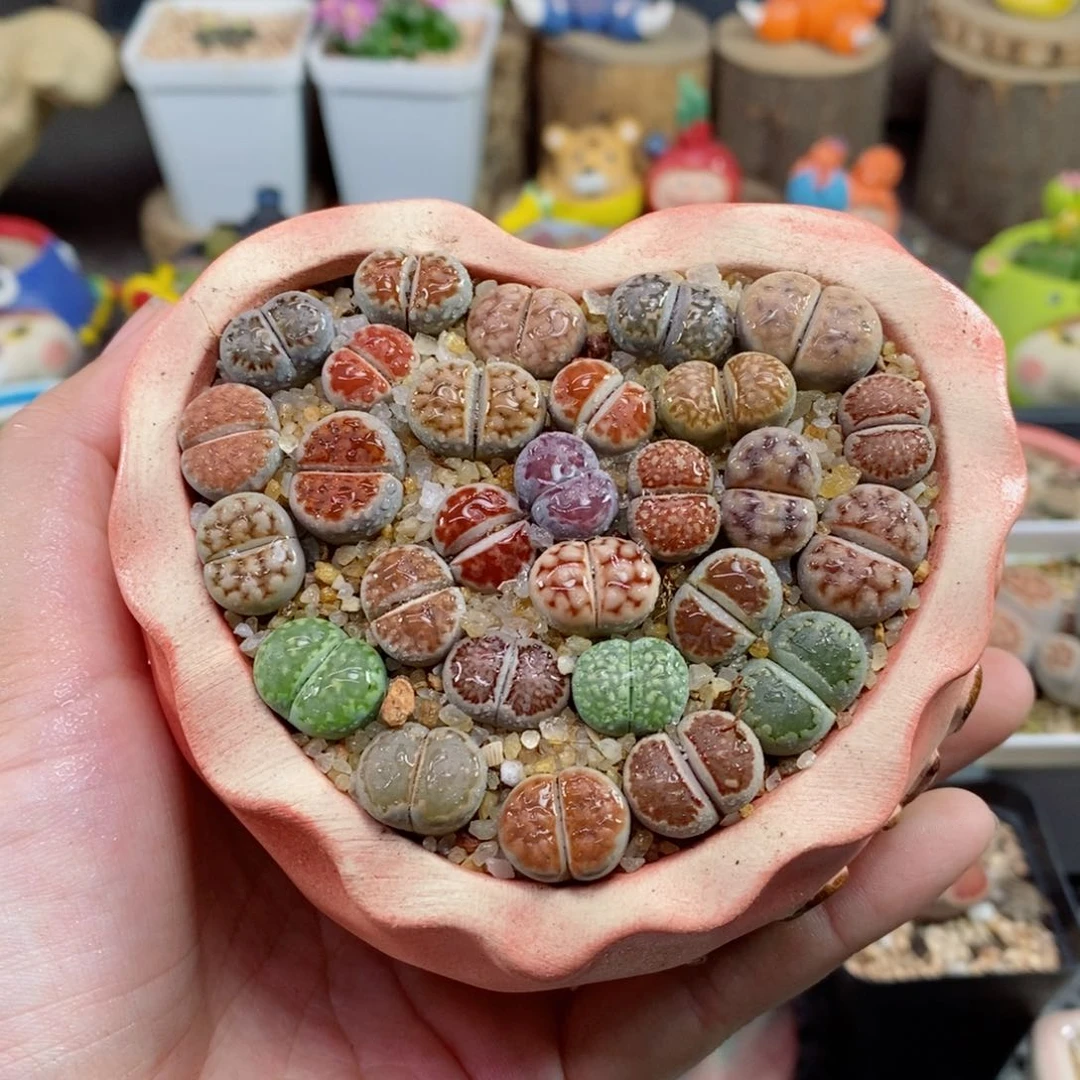 546号生石花花花花花