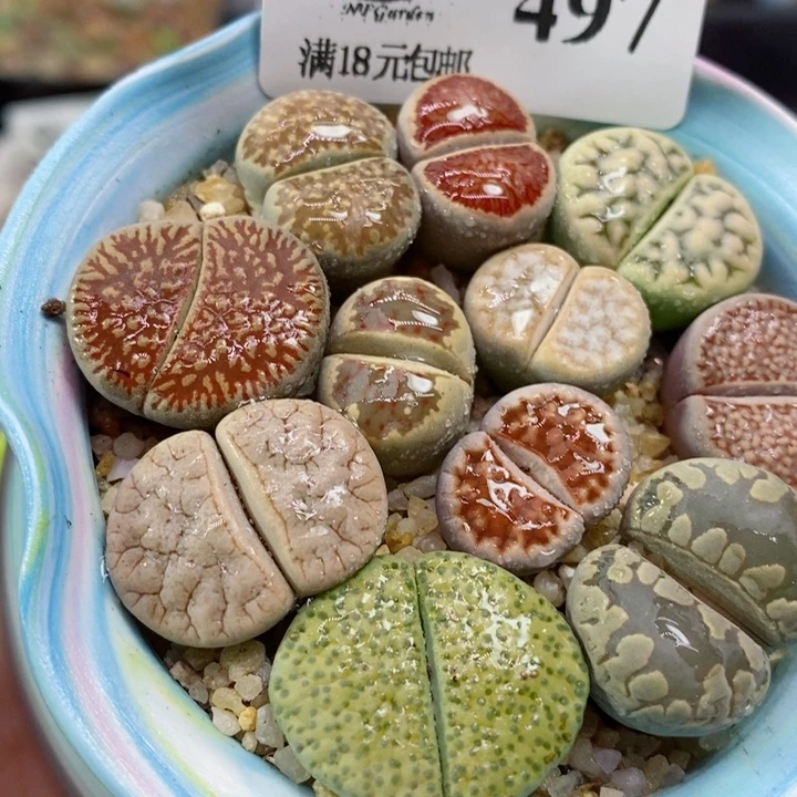 小****?生石花花花花花花花497