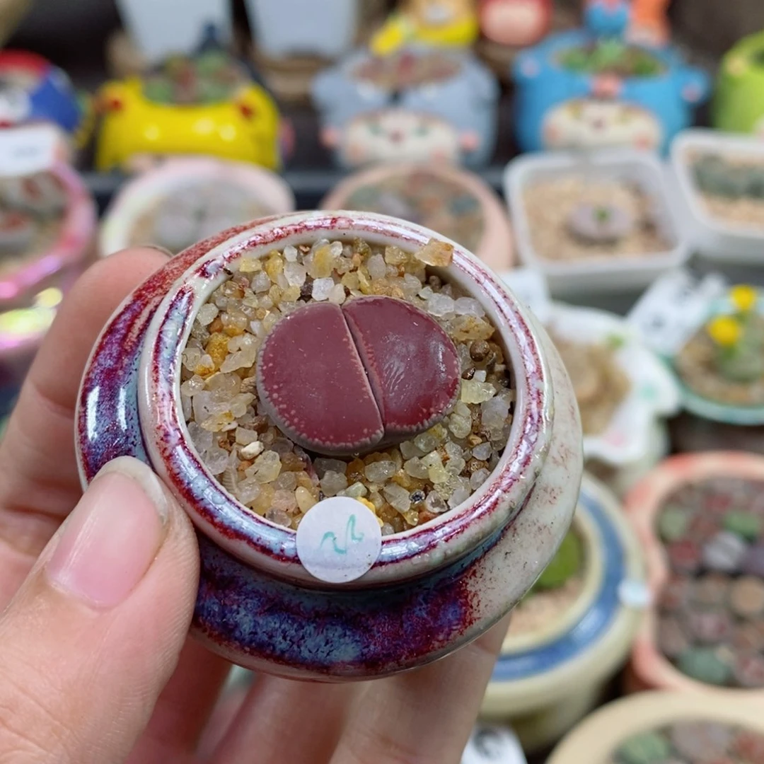 草*596号生石花花花花花