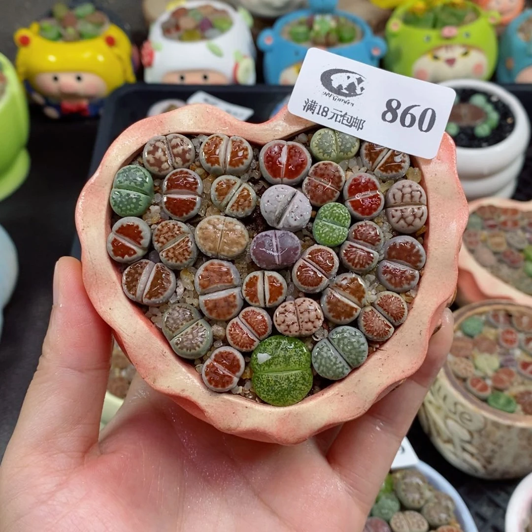 生石花花花花花花860