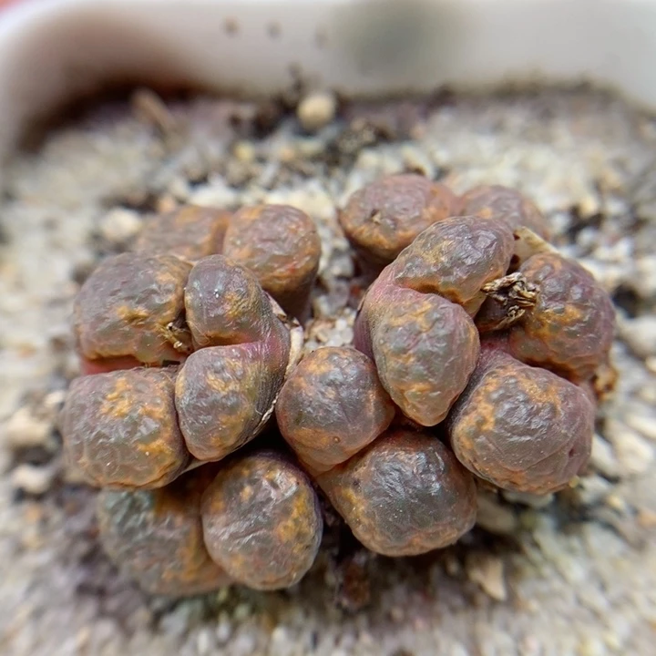农夫的花园生石花348