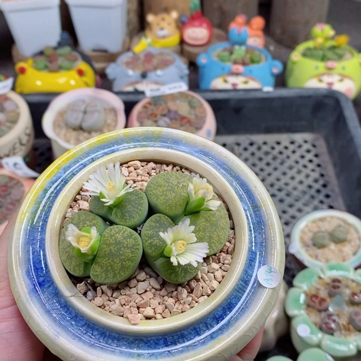曼**n661号生石花花了一